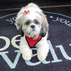 Pet Valu
