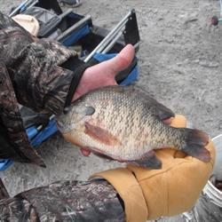 Bass Haven