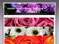 Golden Rose