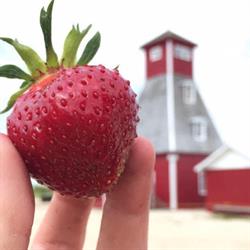 Boonstra Farms