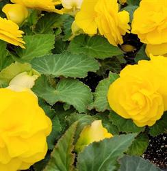 D & l Nurseries