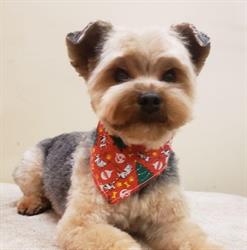 Bow Wow Boutique