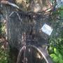 This tree swallowed up the bike and is growing faster than the bike is going. Can you imagine the strength of the tree roots? This tree swallowed up the bike and is growing faster than the bike is going. Can you imagine the strength of the tree roots?