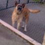 Chargé par visiteur le 2016-05-23 - Station Owner's Vicious Attack Guard Dog Chargé par visiteur le 2016-05-23 - Station Owner's Vicious Attack Guard Dog