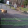 Chargé par visiteur le 2016-05-23 - The owner of this Chevron Gas Station (Harjinder Klair) has no control over his extremely dangerous guard dog! Chargé par visiteur le 2016-05-23 - The owner of this Chevron Gas Station (Harjinder Klair) has no control over his extremely dangerous guard dog!