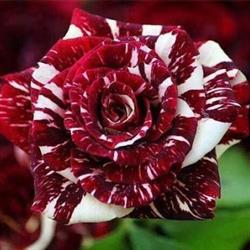 Fleuriste Escoumins