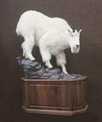 Antlerhill Taxidermy