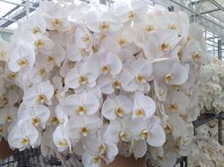 Oriental Orchids Ltd. (Wholesale Only)