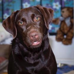 Top Dog Groomers Ltd