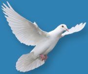 Freedom Church Of God