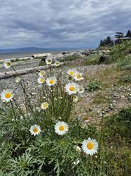 Town Of Qualicum Beach