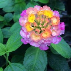 Scharringa Greenhouses