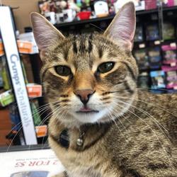 Pet Valu