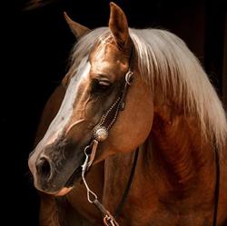 Thunderbird Horse Center
