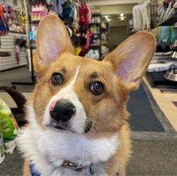 Best Friends Pet Supply