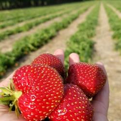 Grand Valley Strawberries