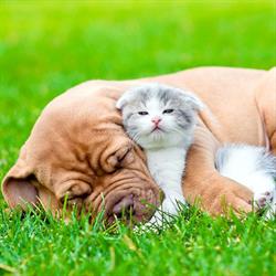 Blue Cross Animal Hospital