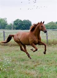 Nassagaweya Equine Services