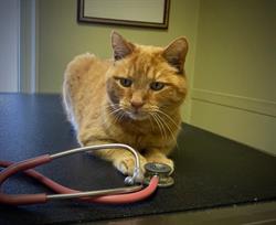 Merritt Veterinary Hospital