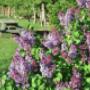 On site flowers blossoming in the spring On site flowers blossoming in the spring