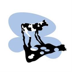 Holy Cow Communication Design
