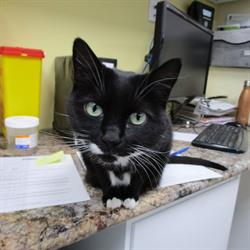 St Clair Veterinary Facilities