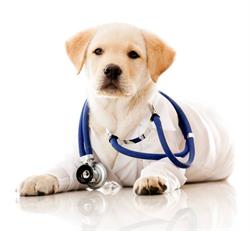 Town and Country Animal Hospital