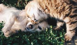 Humane Society-Yukon/Mae Bachur