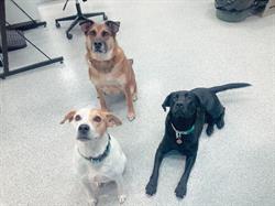 Victoria Veterinary Clinic