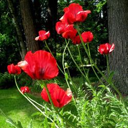 Poppy Estate Public Golf Course Ltd