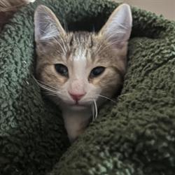 Pet Valu
