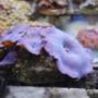 Photo Photo