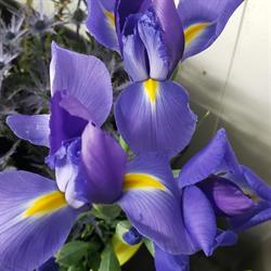 Flowers Plus