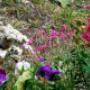 Hummingbird Hummingbird