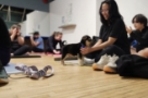 Saskatoon Gyms Puppy Yoga Saskatoon Gyms Puppy Yoga