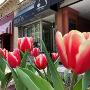 Dixon Jewellers, through the Tulips Dixon Jewellers, through the Tulips