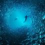 Oakville Scuba Divers Oceanic World Oakville Scuba Divers Oceanic World