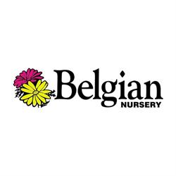 Belgian Nursery