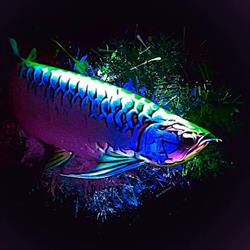 Dragon Aquarium