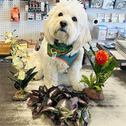 Dogwood Pet Mart