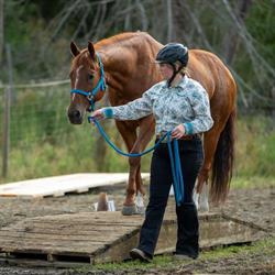 Tiger Lily Farm Equestrian Centre