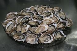 Timothy Oyster Co