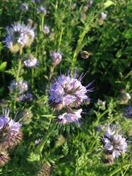 Country Lane Apiary