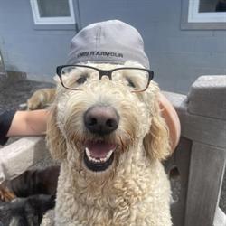 Topsailstar Pet Center