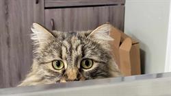 Elmsdale Animal Hospital