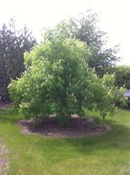 Somerset Tree Service Ltd