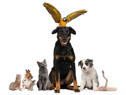 Proud Pets & Pet Supplies