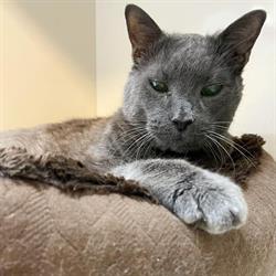 Don Valley Animal Hospital