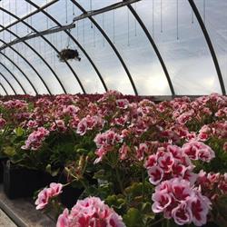 Columbia Valley Greenhouses