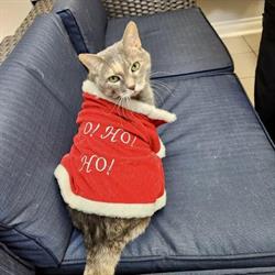 Animal Hospital Of Oak Ridges